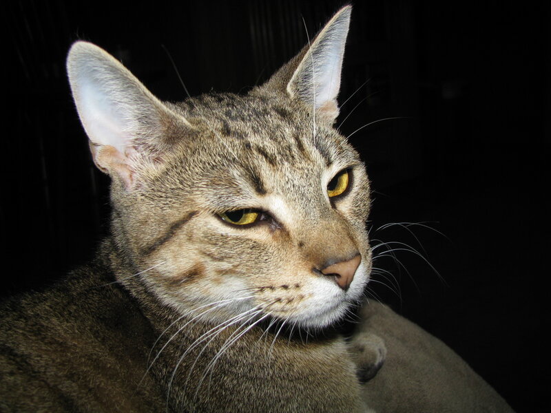close-up of a tabby cat