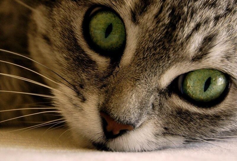 close-up of a tabby cat