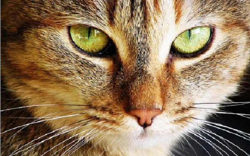 close-up of a tabby cat