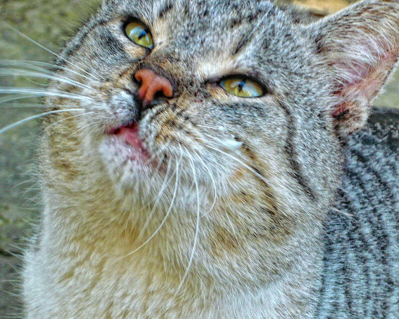 close-up of a tabby cat