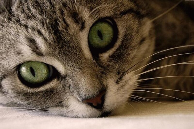 close-up of a tabby cat