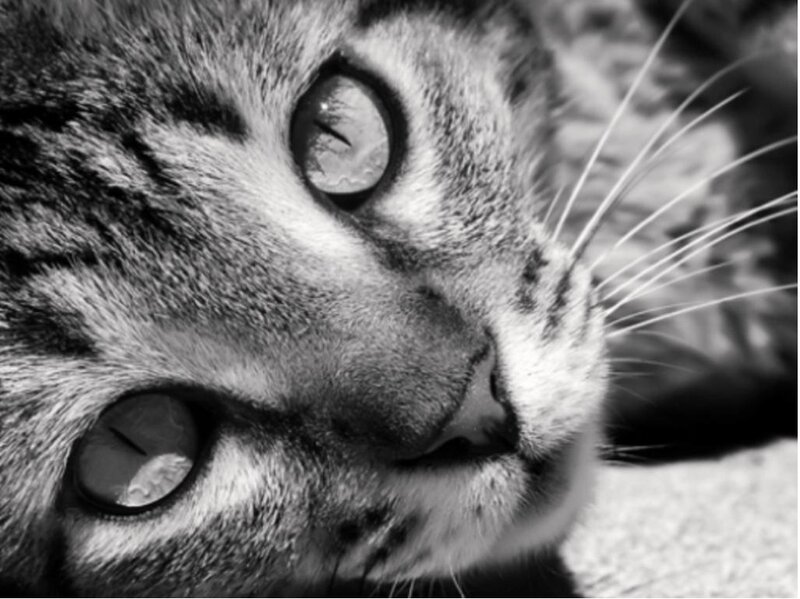 close-up of a tabby cat