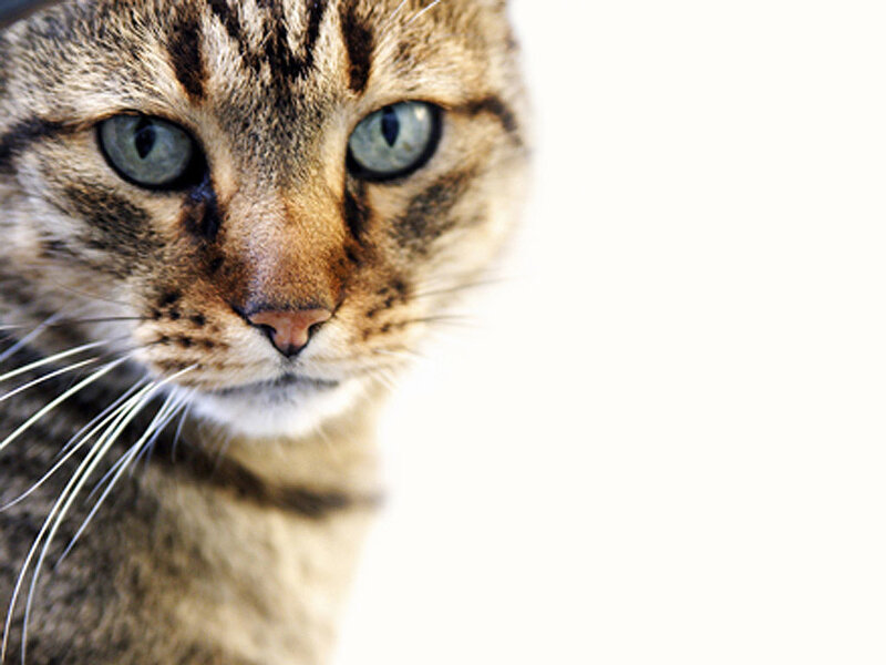 close-up of a tabby cat