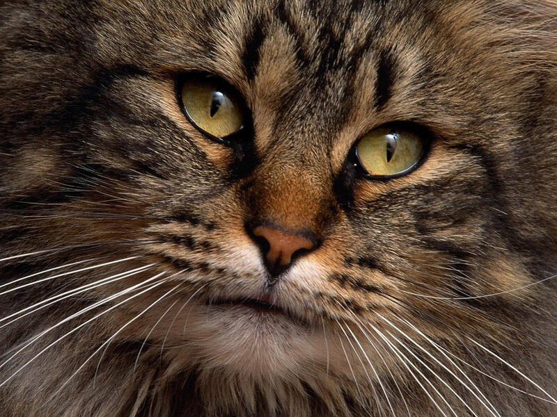 close-up of a tabby cat
