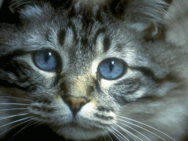 close-up of a tabby cat