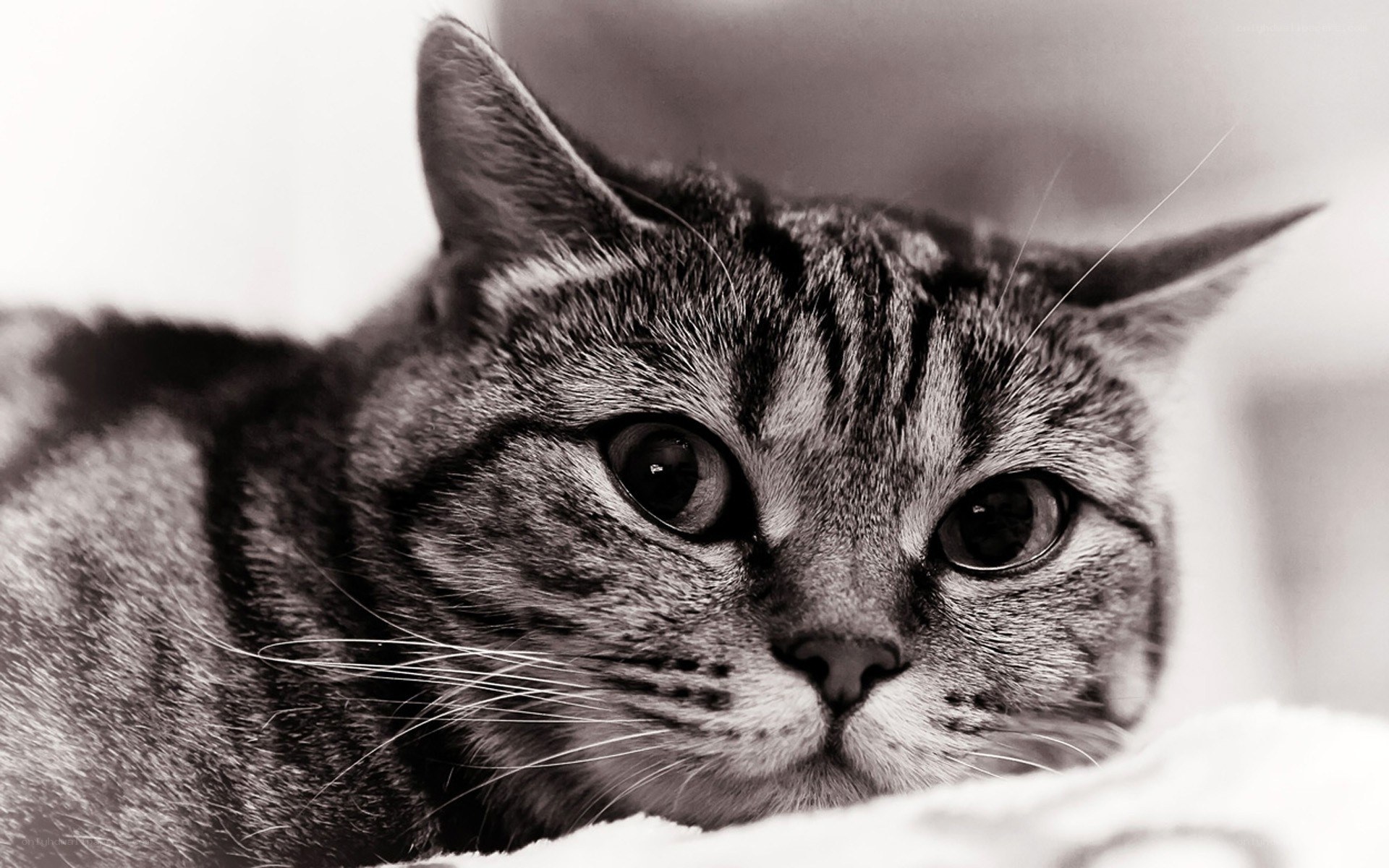 close-up of a tabby cat