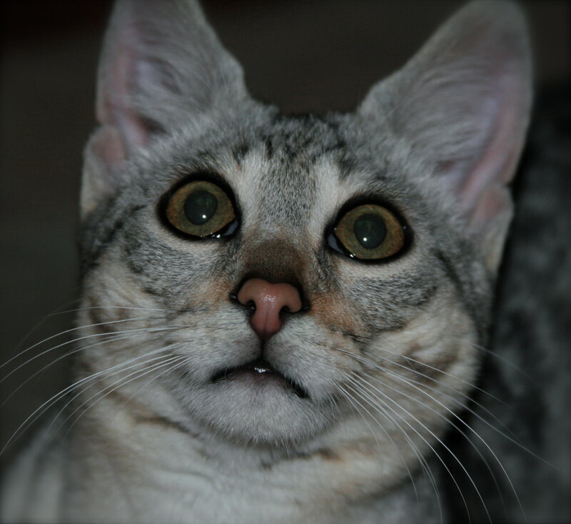 close-up of a tabby cat