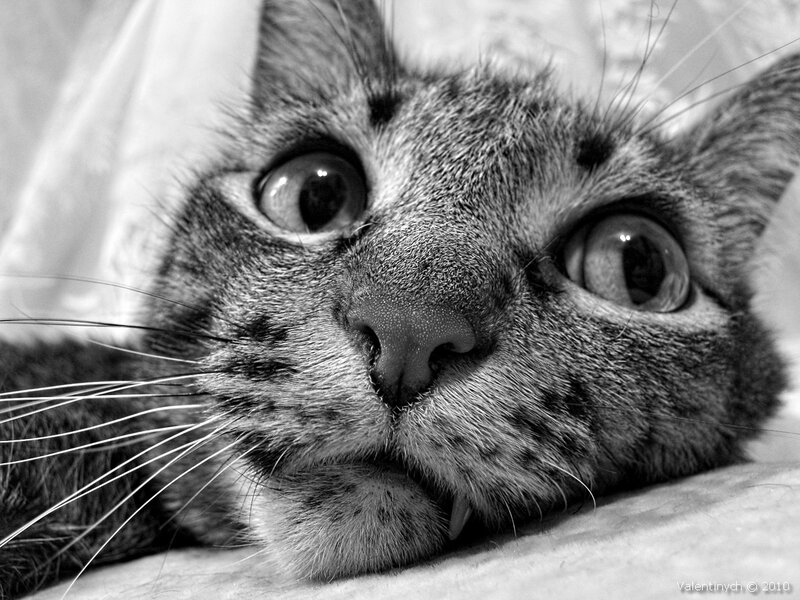 close-up of a tabby cat