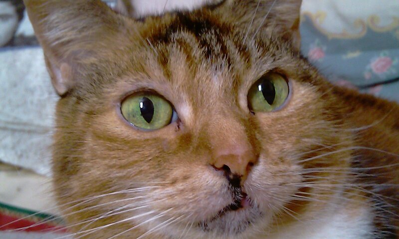 close-up of a tabby cat