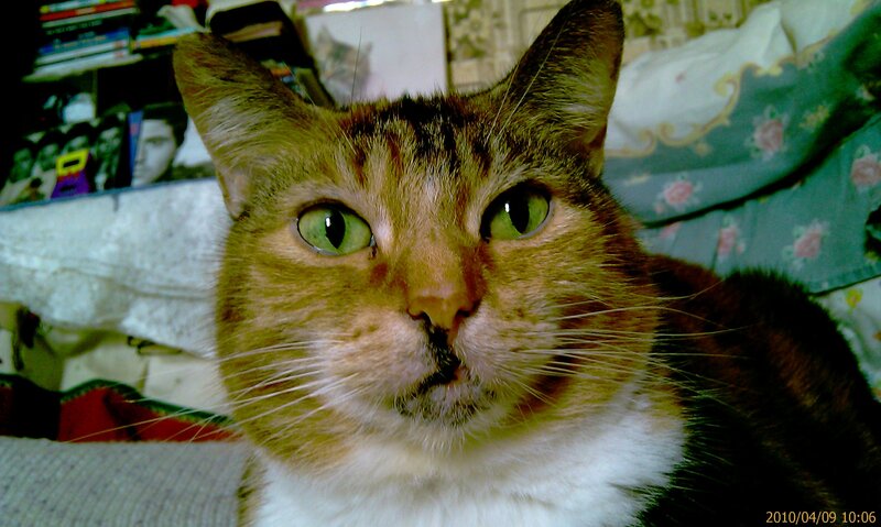 close-up of a tabby cat
