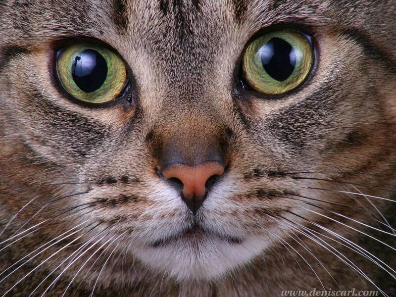 close-up of a tabby cat