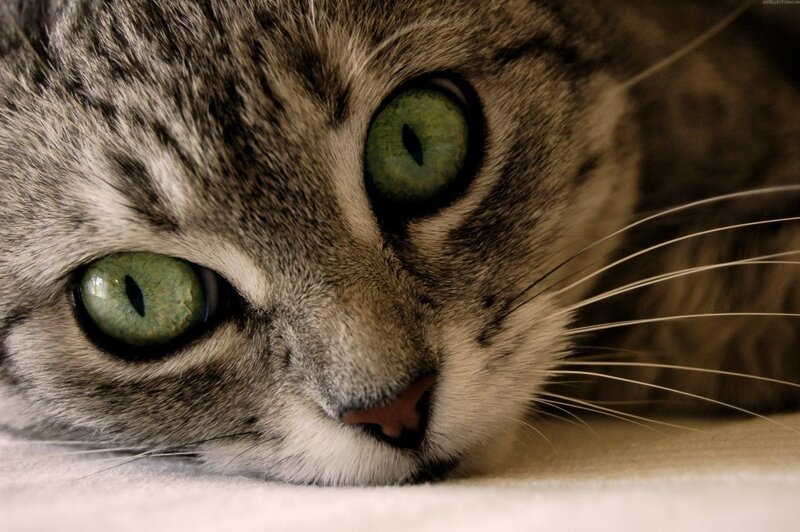close-up of a tabby cat