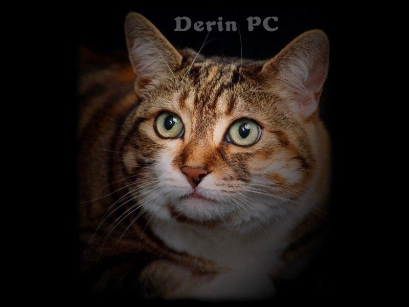 close-up of a tabby cat