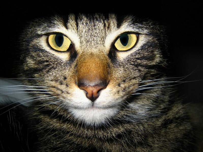 close-up of a tabby cat