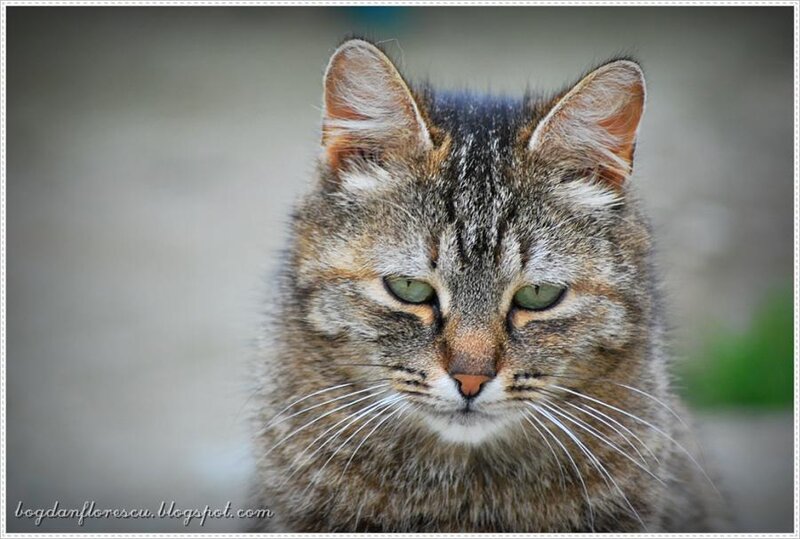 close-up of a tabby cat