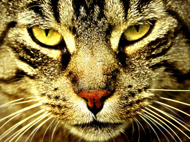 close-up of a tabby cat