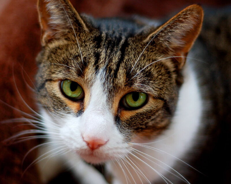 close-up of a tabby cat