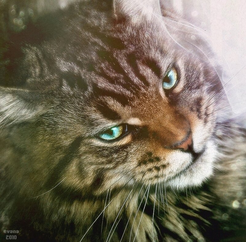 close-up of a tabby cat