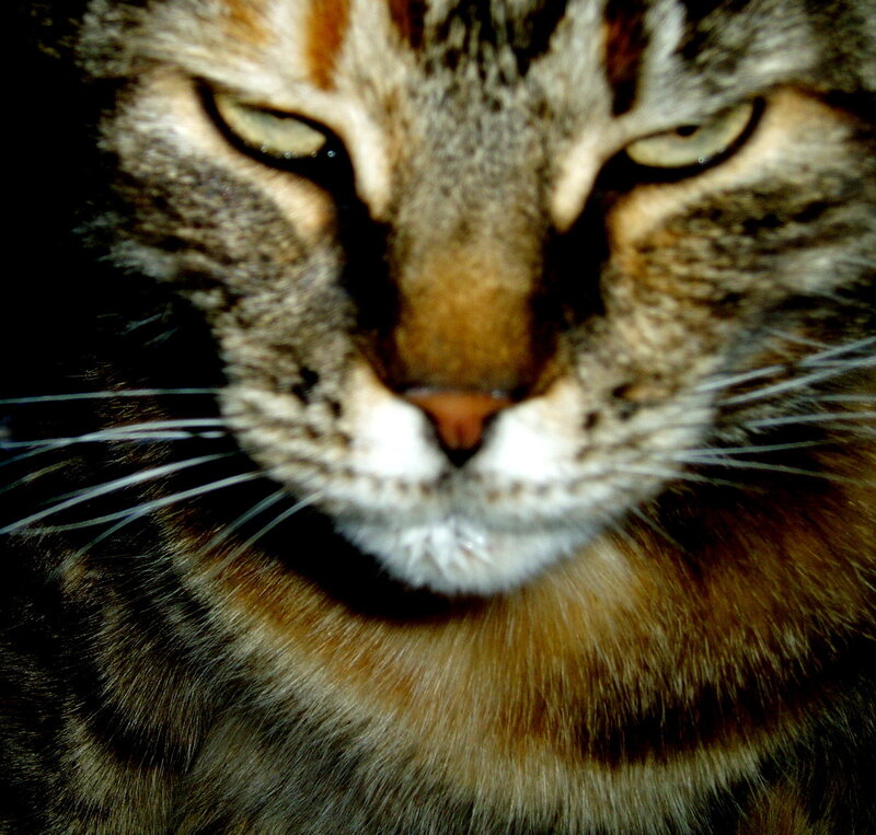 close-up of a tabby cat