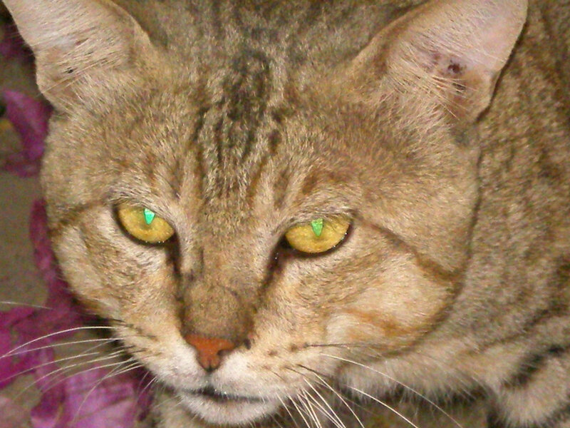 close-up of a tabby cat
