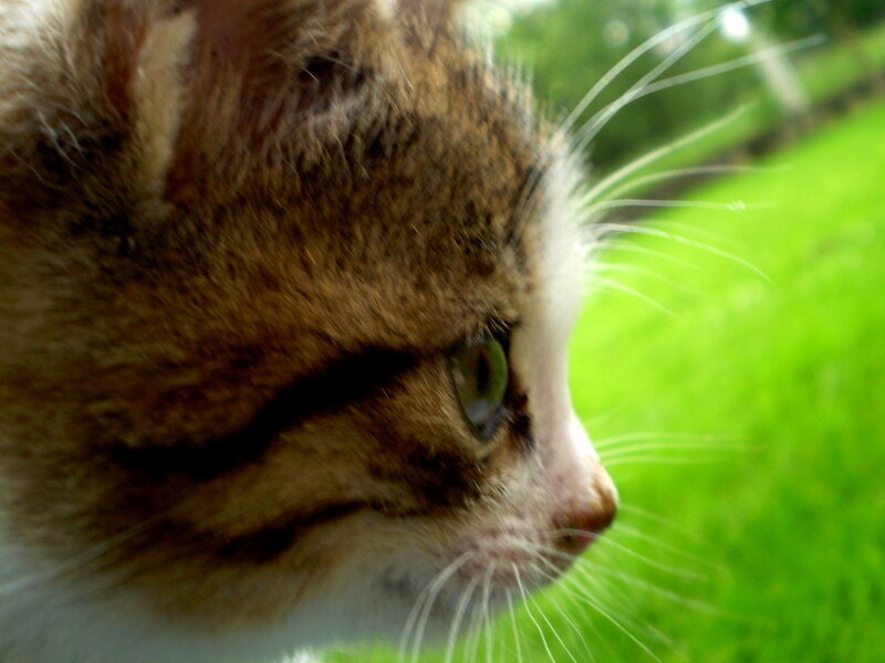 close-up of a tabby cat