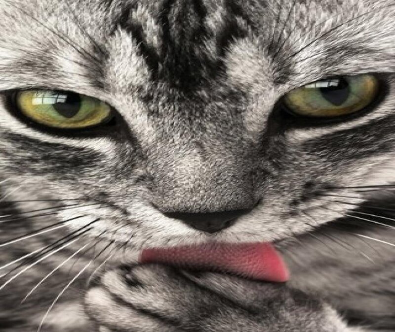 close-up of a tabby cat