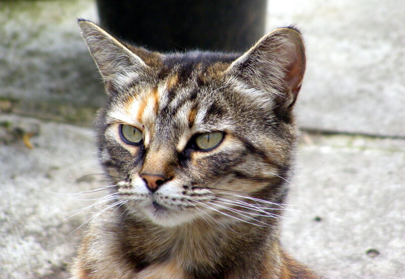 close-up of a tabby cat