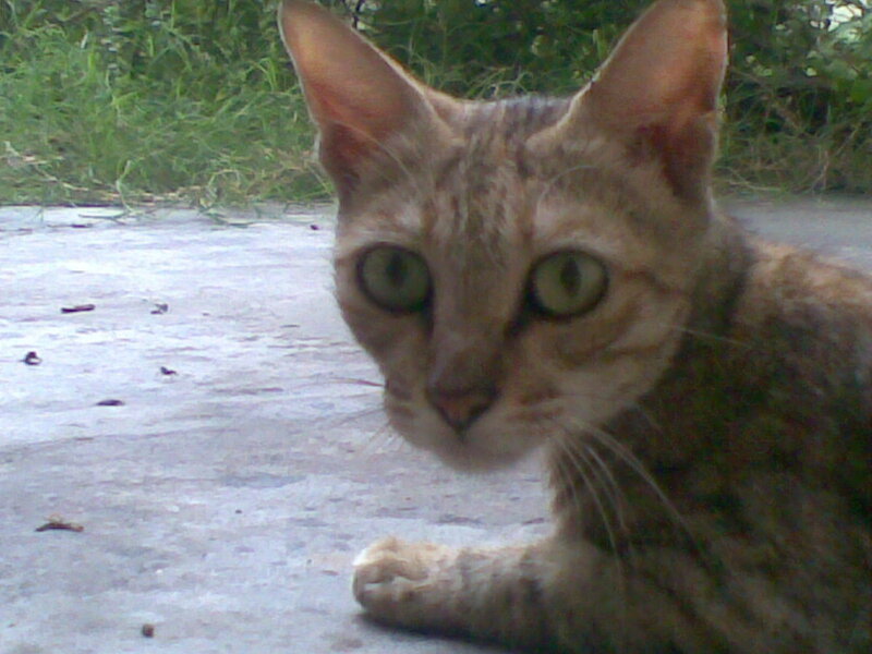 close-up of a tabby cat