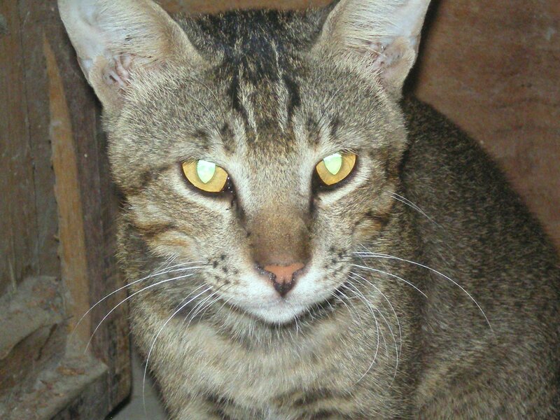 close-up of a tabby cat