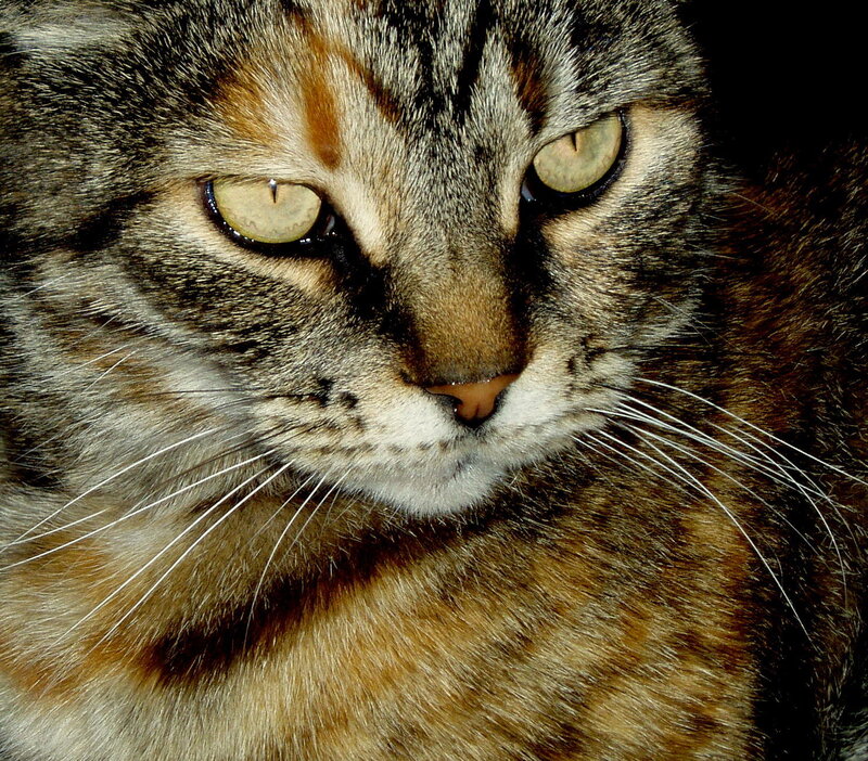 close-up of a tabby cat