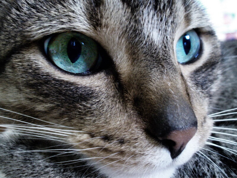 close-up of a tabby cat