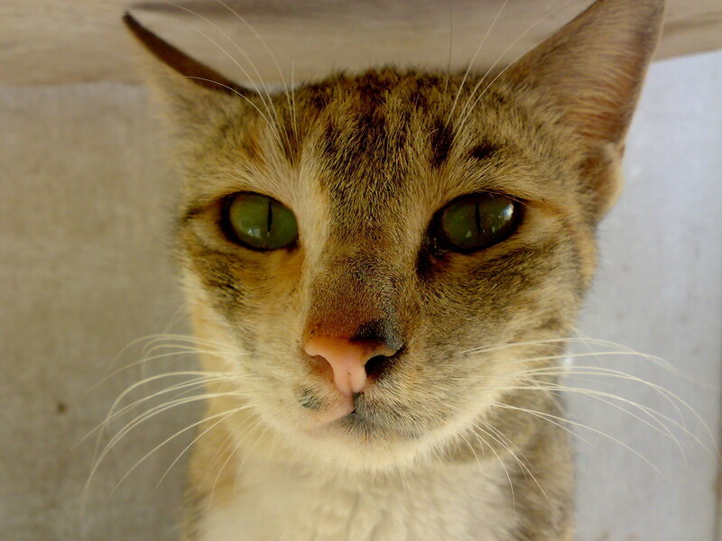 close-up of a tabby cat