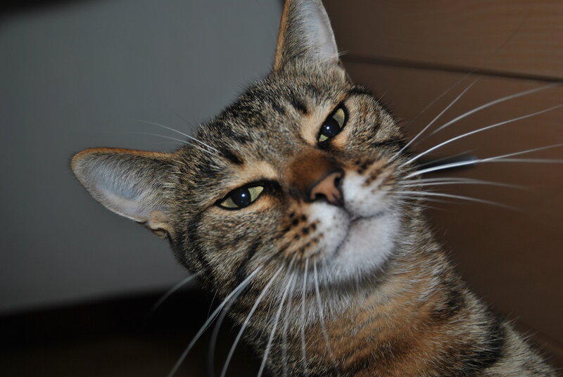 close-up of a tabby cat