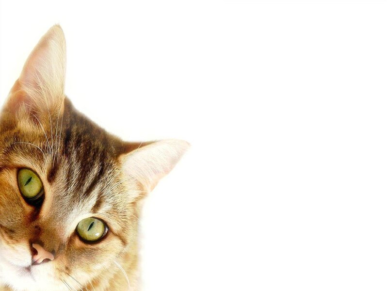 close-up of a tabby cat