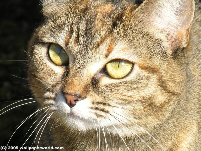 close-up of a tabby cat