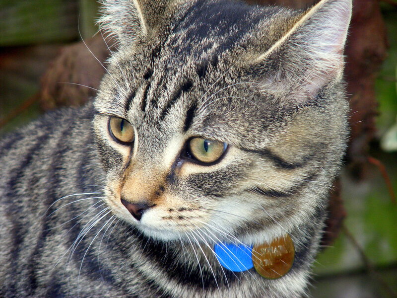 close-up of a tabby cat