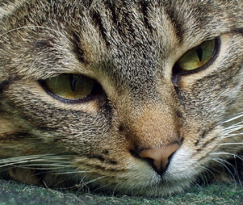 close-up of a tabby cat