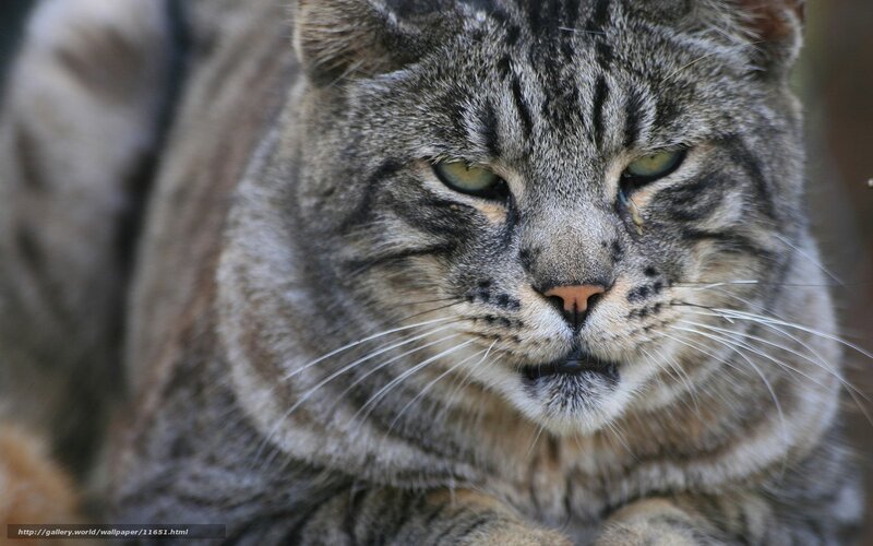 close-up of a tabby cat