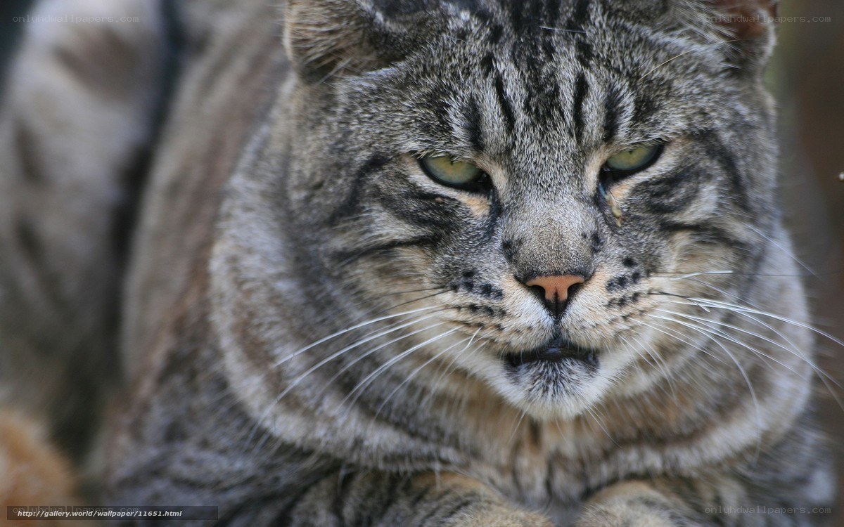close-up of a tabby cat