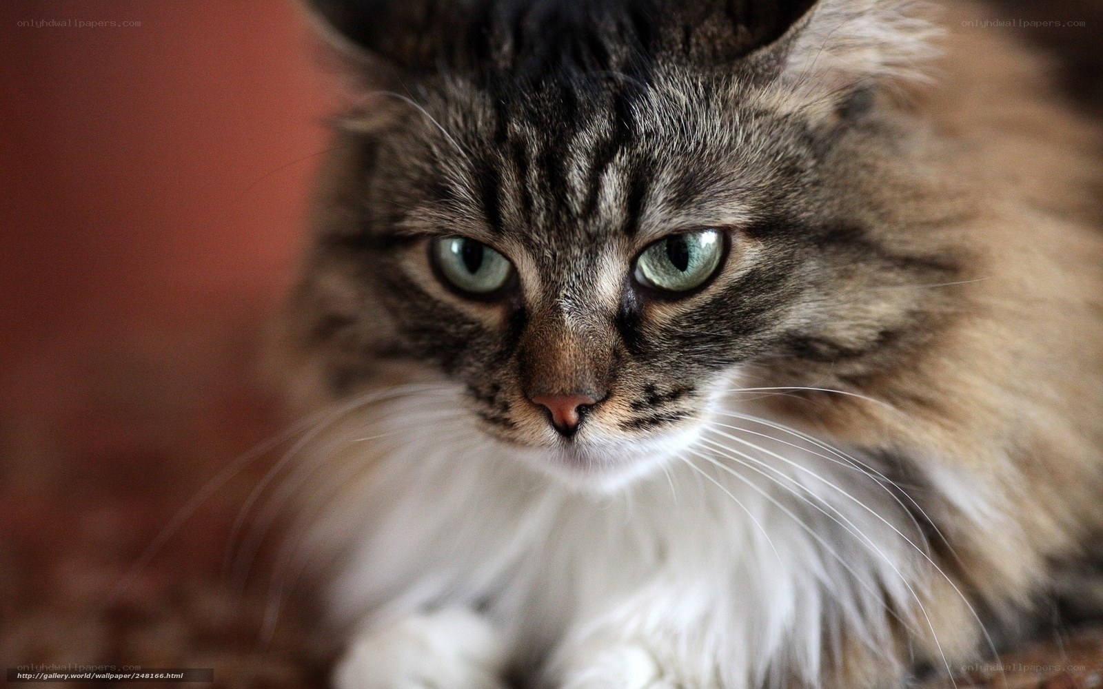 close-up of a tabby cat