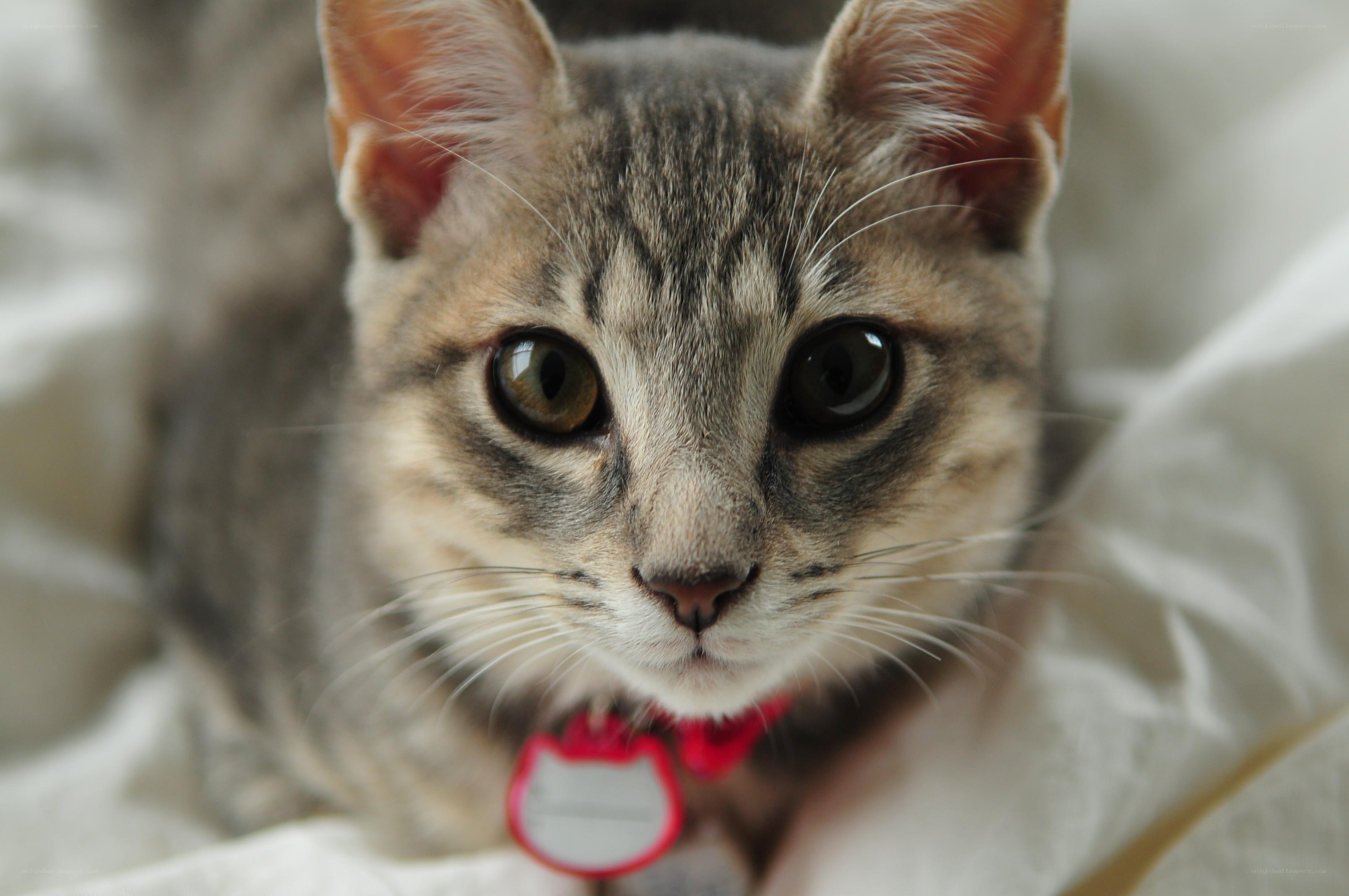 close-up of a tabby cat