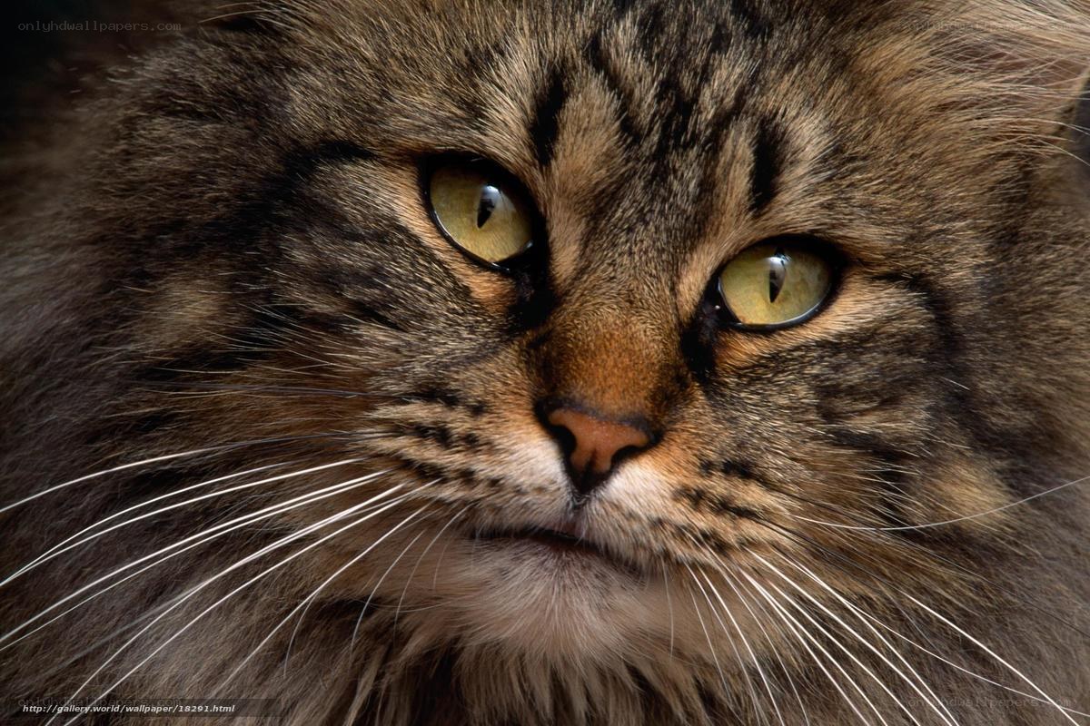 close-up of a tabby cat