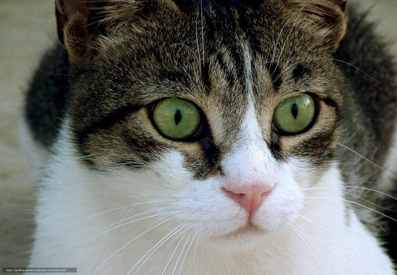 close-up of a tabby cat