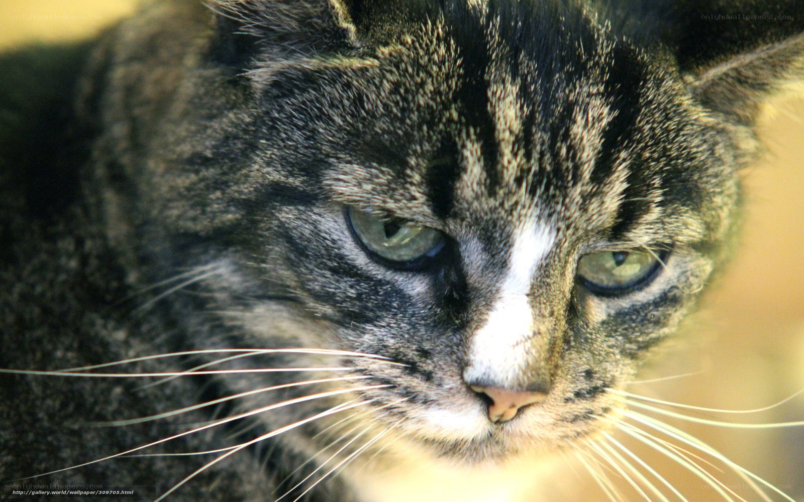 close-up of a tabby cat