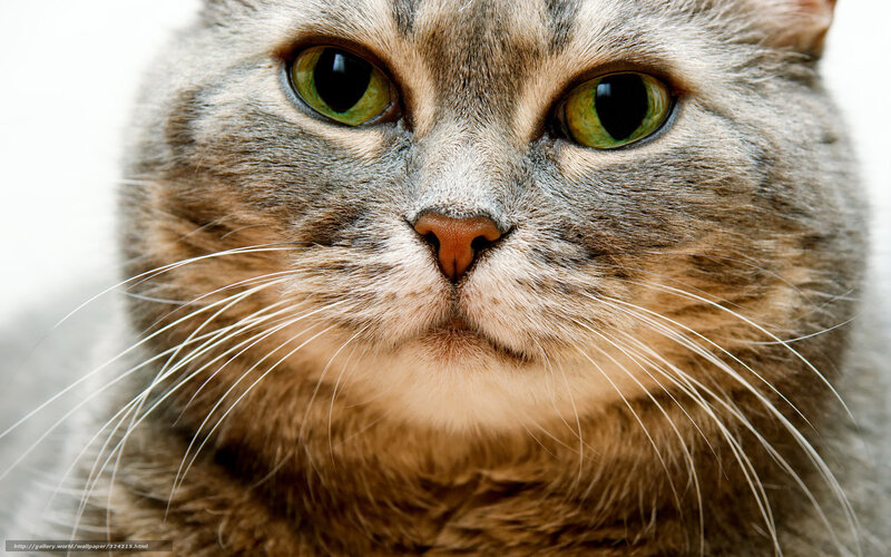 close-up of a tabby cat
