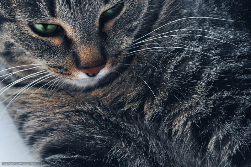 Close-up of a tabby cat