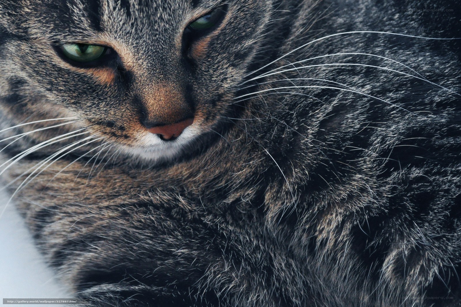 Close-up of a tabby cat