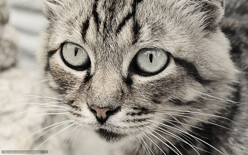 close-up of a tabby cat