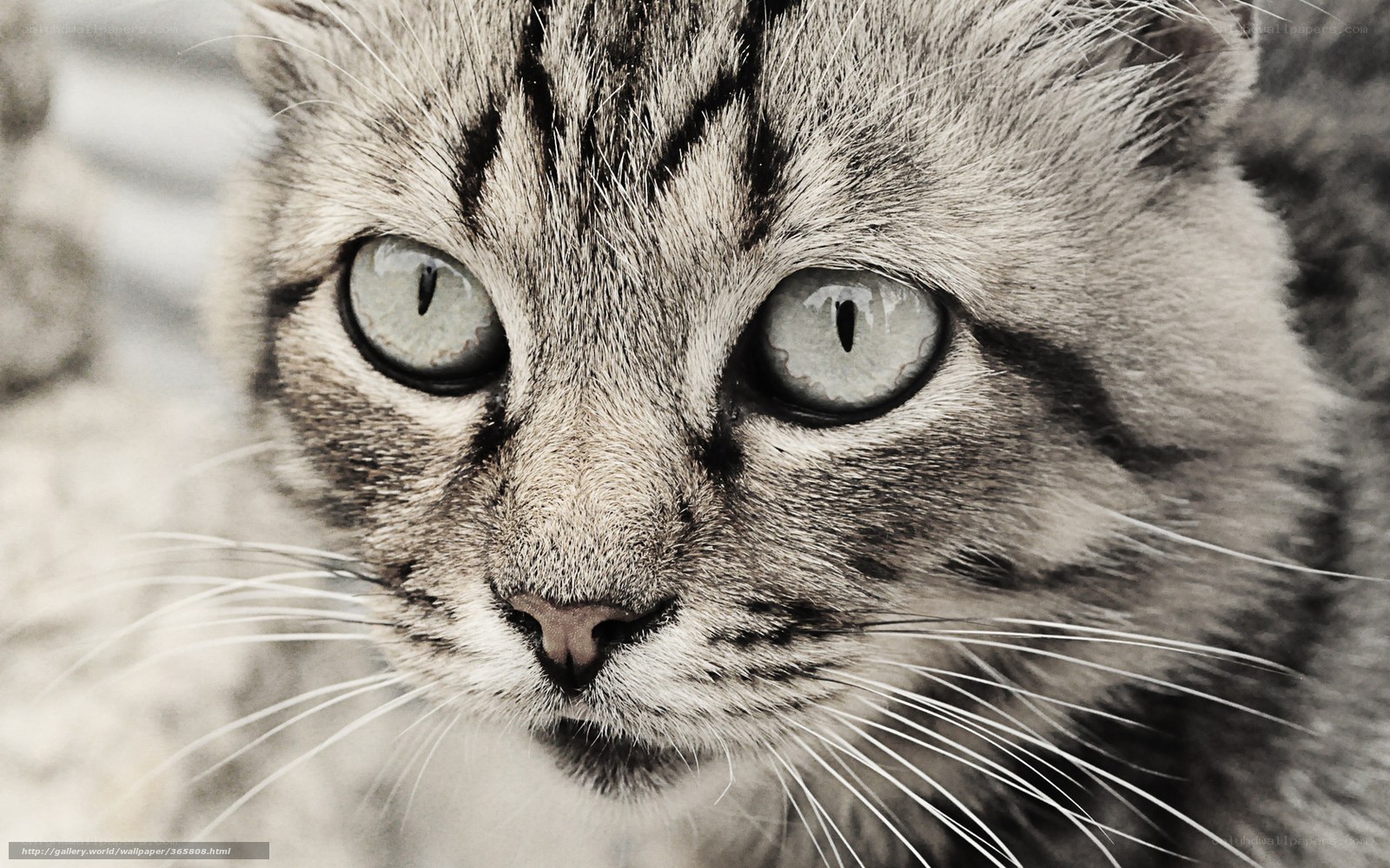 close-up of a tabby cat