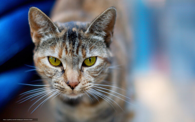 Close-up of a tabby cat